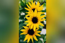 马属动物的病理剖检方法及注意事项（二）图片