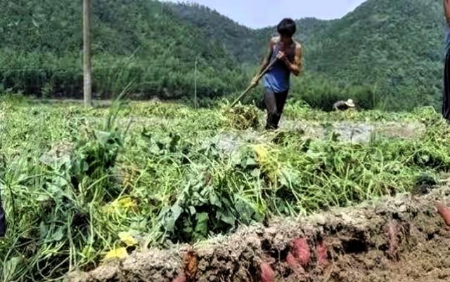 霜降挖红薯你踩过哪些坑