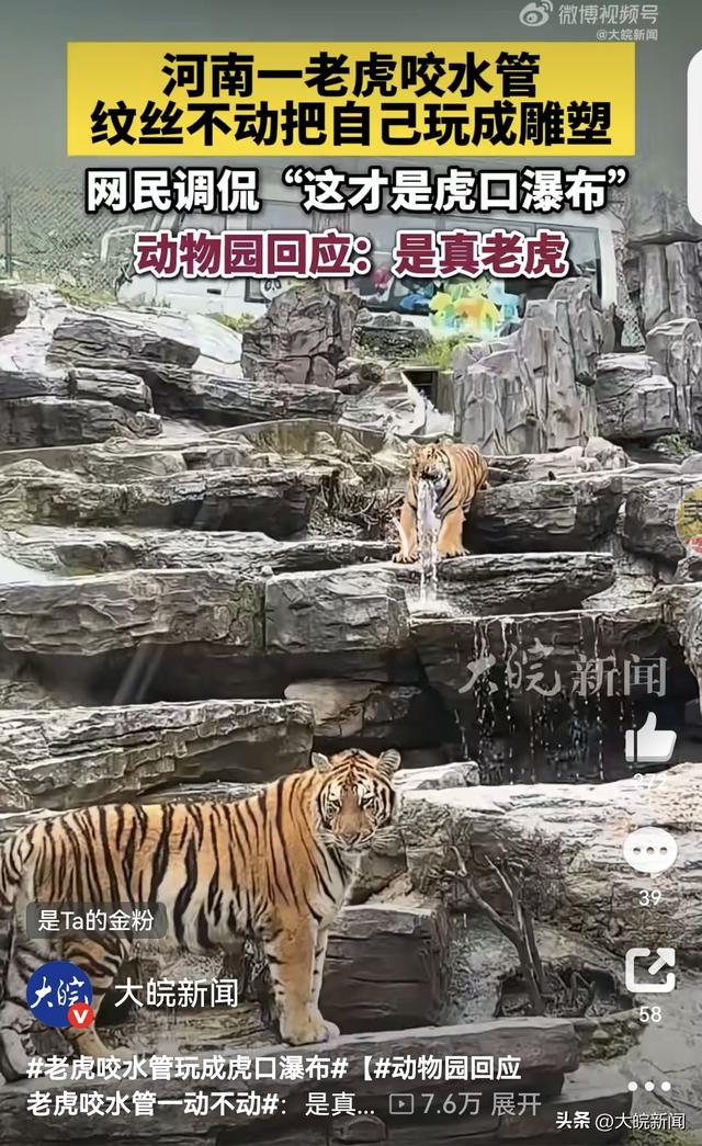 动物园回应老虎咬水管一动不动