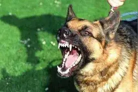 对付恶狗用什么方法「最有效的驱狗方法」 #制止恶犬...图片