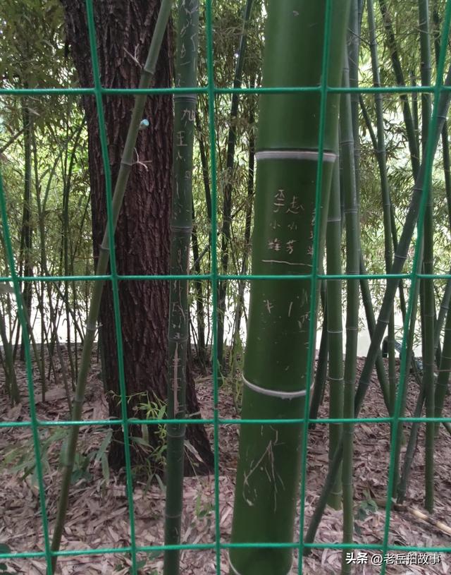 公园竹林里展现的是一些人的低素质，其行为与秀竹相比格格不入！