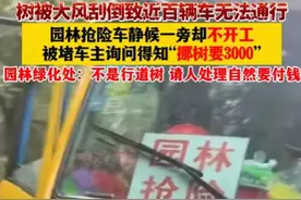 在广东广州，路边的一棵大树被风吹倒，挡在路中间图片