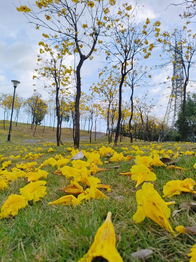 南宁江南公园黄花风铃木开啦！