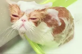 破茧重生：从“胖猫”的悲歌中汲取力量图片