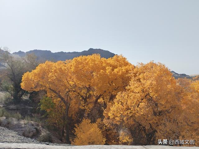 图说｜沙漠绿洲胡杨峡掠影