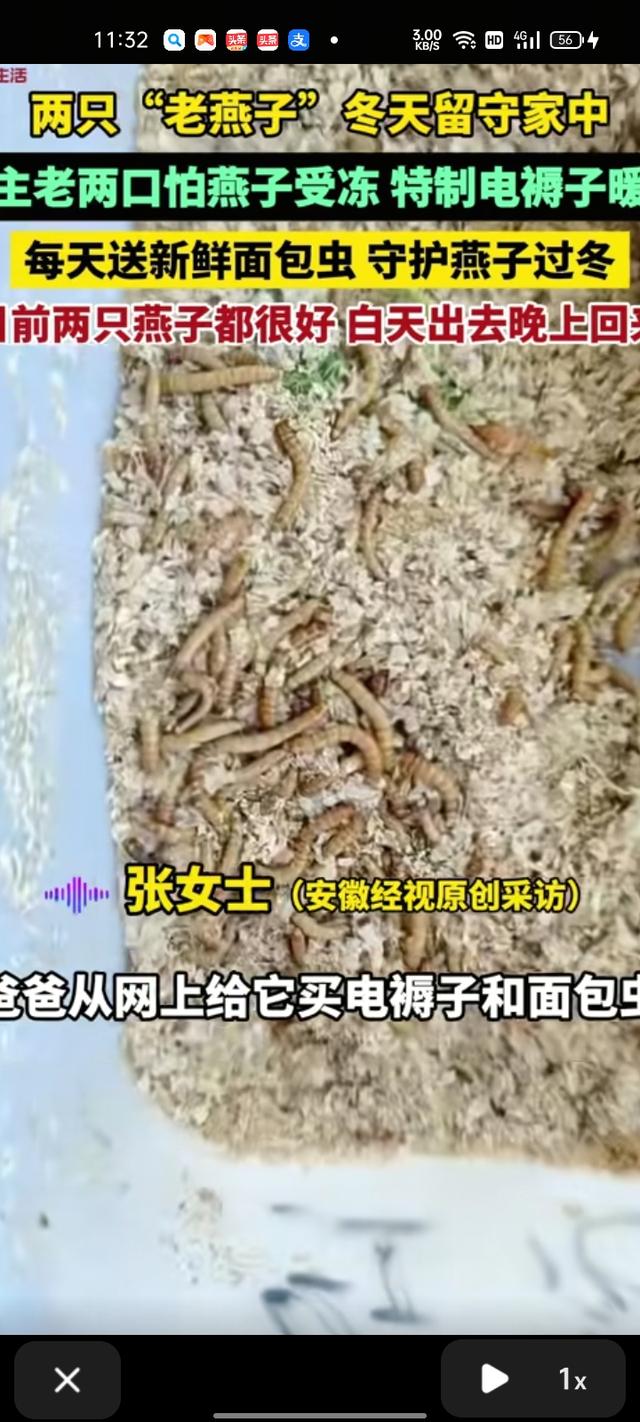 你有过守护小动物的经历吗