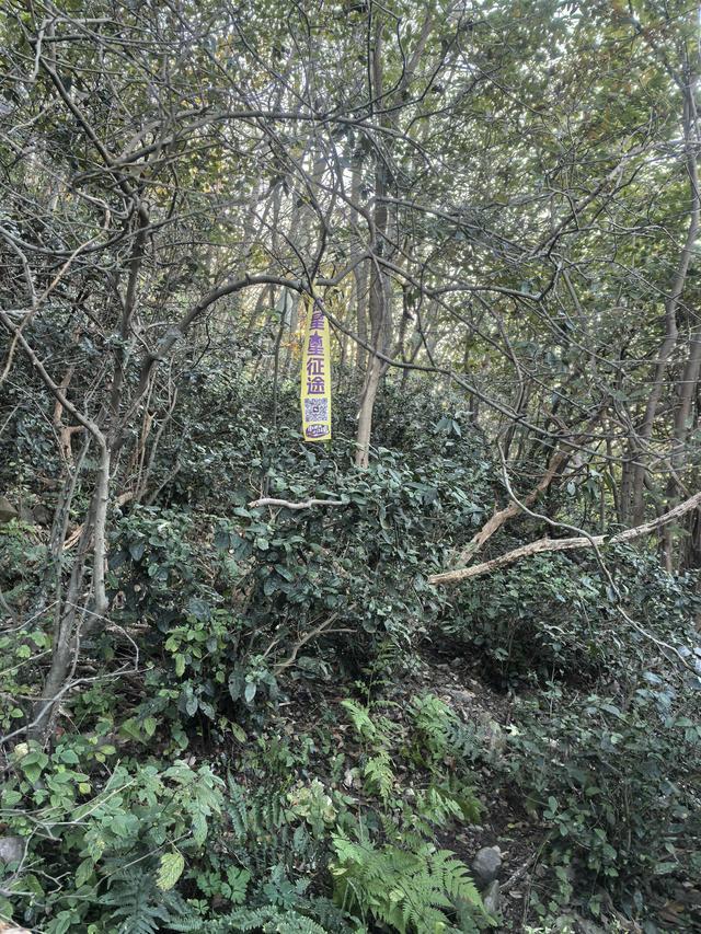 南京紫金山郊野徒步