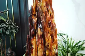 树化玉有三大品种，收藏价值潜力巨大图片