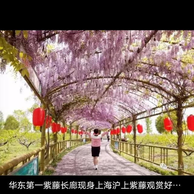 建议徐州云龙湖风景区水上世界景区开发“湖中步行藤蔓廊桥”设想