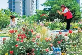北京今年将建设30处微花园#《北京的微花园图片
