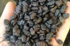 你不知道吧，淡豆豉图片