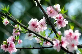 《诗经》里的“桃之夭夭，灼灼其华”是什么意思？图片