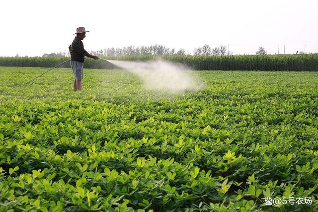 花生地下害虫别慌！教你三招灭杀秘籍，增产30%不是梦！