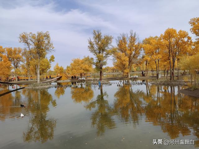 金塔胡杨林