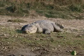 从彝族人的习性，说说扶贫工作图片