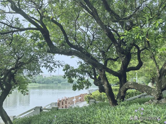 官洲生物岛鹅公村的早茶