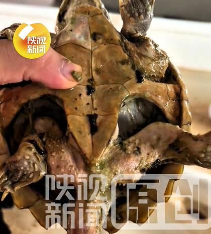 鳄龟被主人遗忘箱底1年瘦成皮包骨
