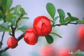 性格老实，没有城府的人，一般都听不懂别人的潜台词或者客套话图片