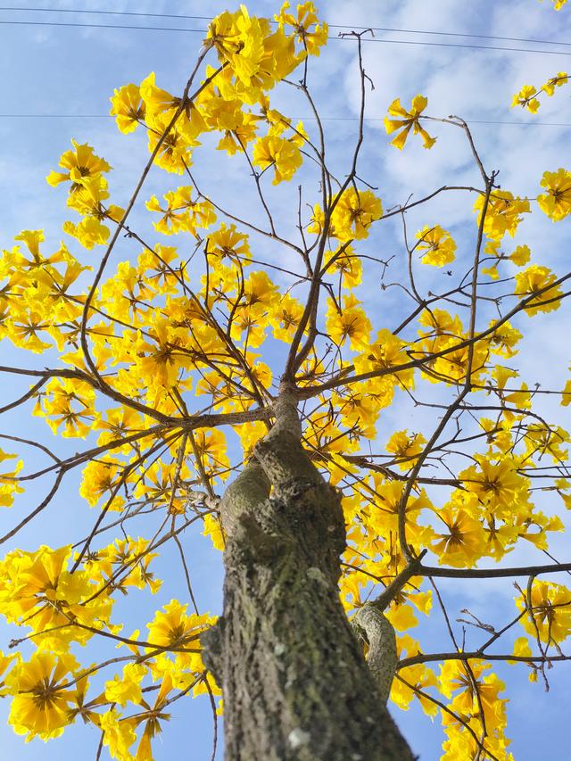 南宁江南公园黄花风铃木开啦！