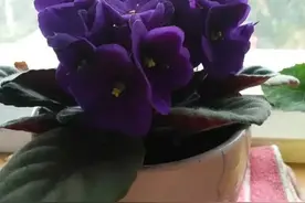 60岁大哥:找老伴怎么这么难呀？大爷提的找伴条件如下图片