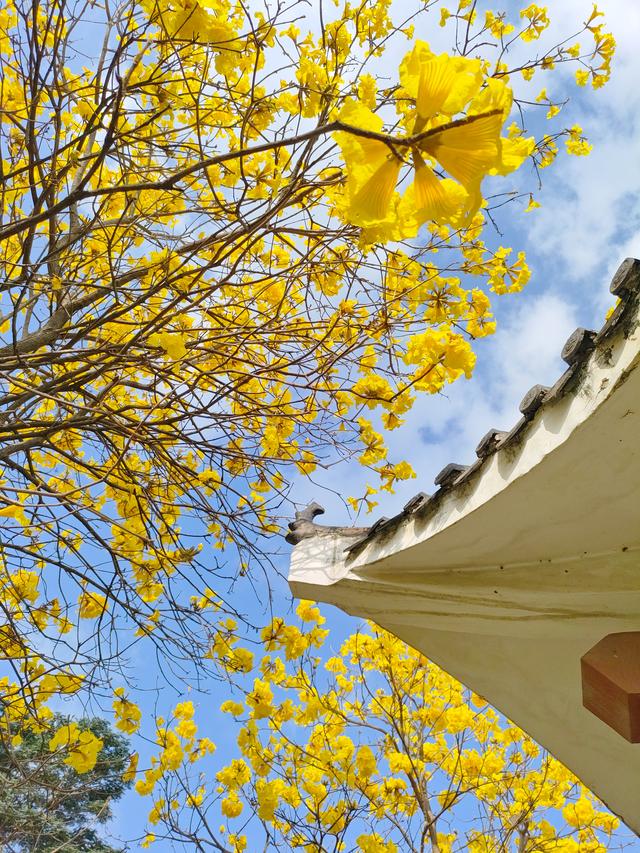 南宁江南公园黄花风铃木开啦！