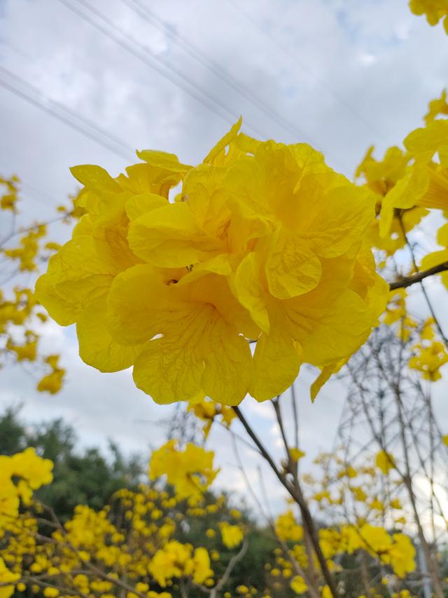 南宁江南公园黄花风铃木开啦！