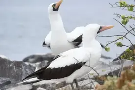 从十种动物的生理形态演变中得到做人和培养人的启发 ...图片