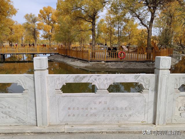 金塔胡杨林