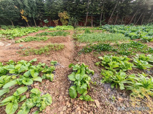 凤栖绿道，湖畔闲游——成都金牛区凤凰山公园游记