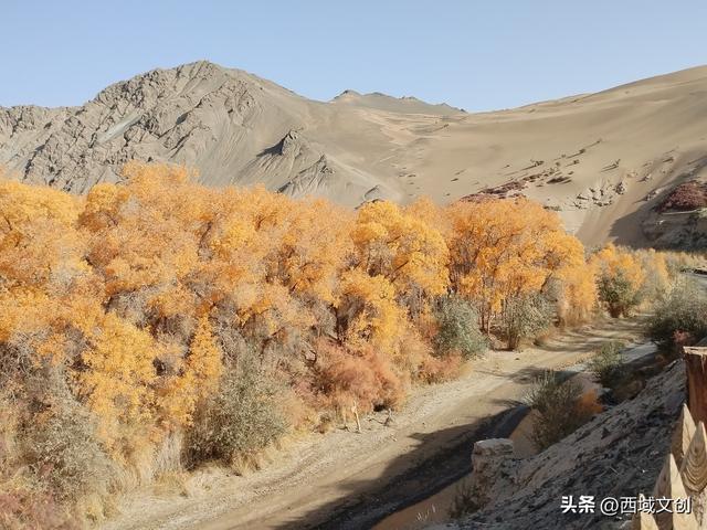 图说｜沙漠绿洲胡杨峡掠影