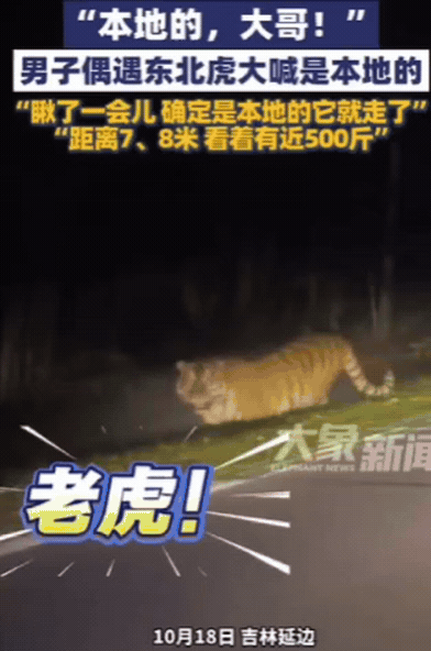 野外遇到东北虎你会怎么做