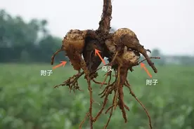 附子温阳，驱寒、利水，这三点就已经足够 比如四逆汤（附...图片