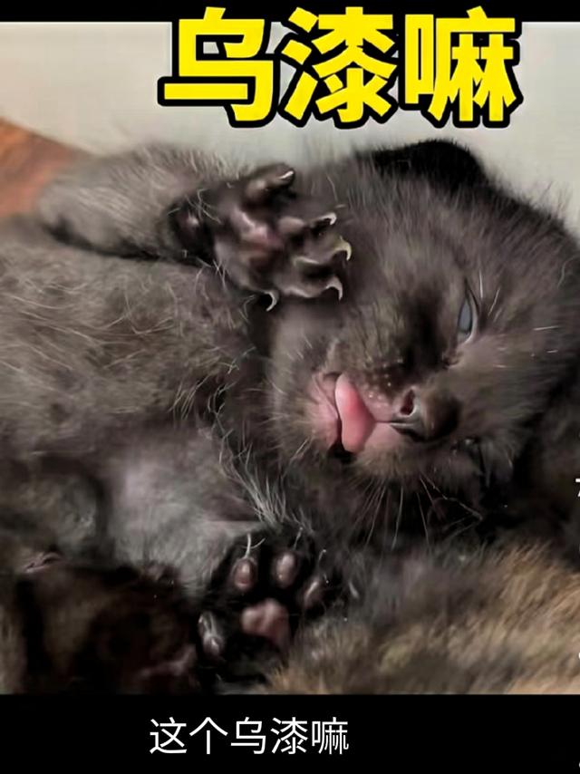 网友给猫起名能有多离谱