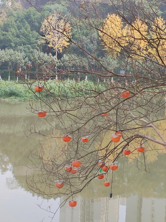 盘溪河的冬，藏着山城最温柔的秋意