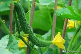 黄瓜的浇水技巧，你知道吗？图片