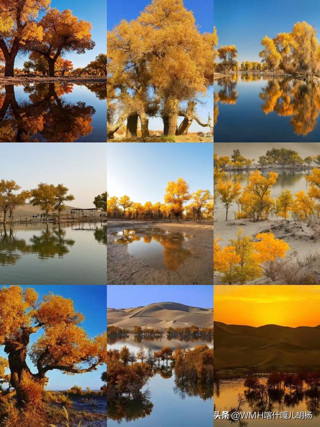 三千载守望，一季秋成诗。风骨铸金黄，大漠最传奇。