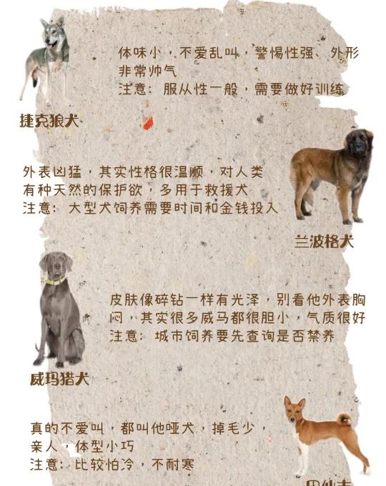 你家有小众宠物狗吗