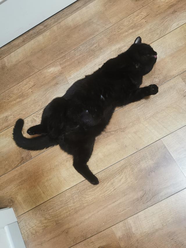 你家猫咪会主动找你贴贴吗