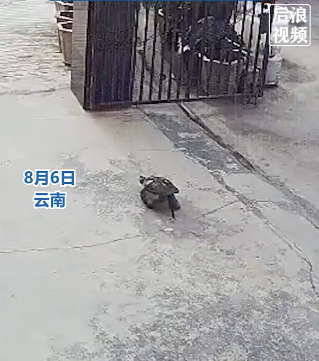 30斤鳄龟跑到家门口被路人抱走
