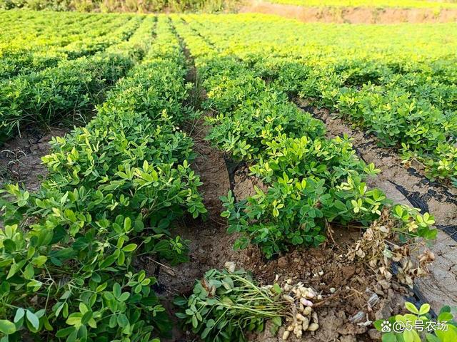 花生地下害虫别慌！教你三招灭杀秘籍，增产30%不是梦！