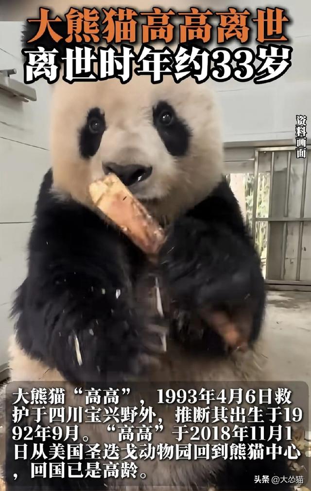 大熊猫高高离世你有何感受