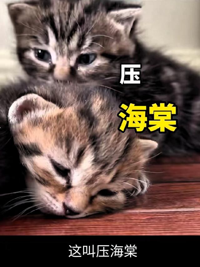 网友给猫起名能有多离谱