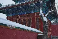屎]最近，俄罗斯文龙这个“网红”可真是闹得沸沸扬扬图片