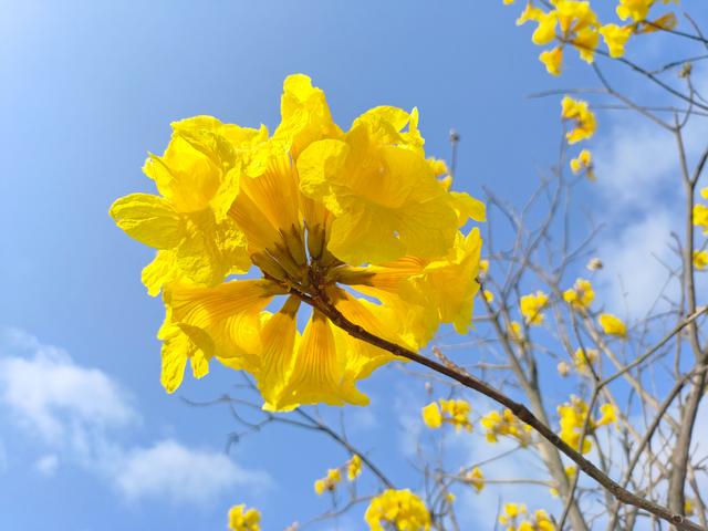 南宁江南公园黄花风铃木开啦！