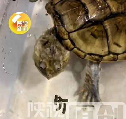 鳄龟被主人遗忘箱底1年瘦成皮包骨