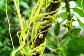 应粉丝要求，说说菟丝子 又叫吐丝子，以种子入药，这个种...图片