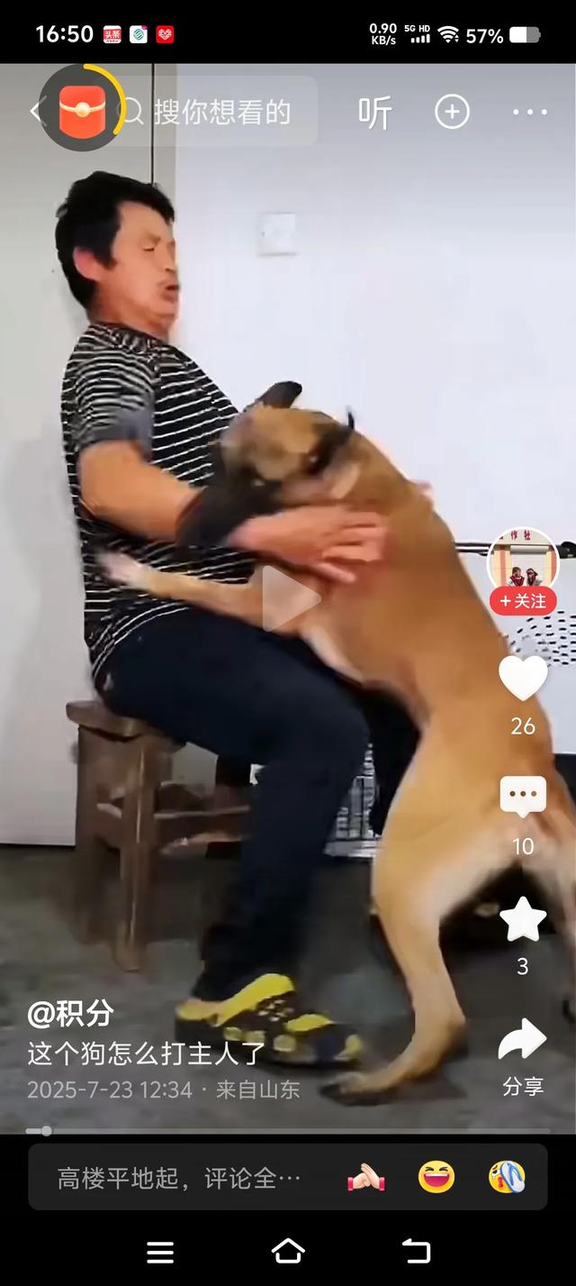 养狗是不是很麻烦