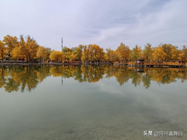 金塔胡杨林