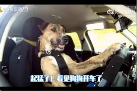 人不如狗系列：狗狗仅用45天拿到C1驾照图片