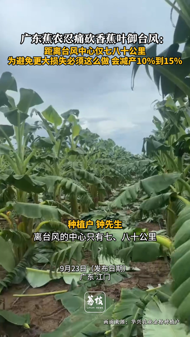 广东蕉农忍痛砍香蕉叶御台风
